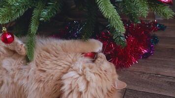 A funny fluffy red cat plays with a red ball on a Christmas tree. Cat bites fir branches. video