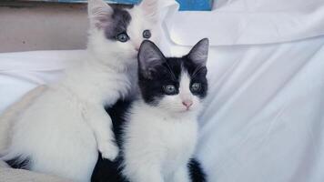 Two cute kittens are sitting on the sofa and looking attentively at the camera. video