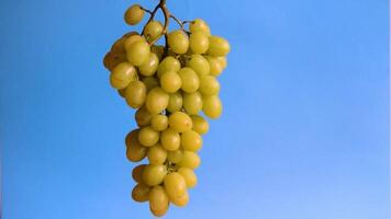 Fresh ripe grape spining in the air on blue background video