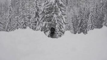 Dog runs in slow motion through the snow in front of the forest video