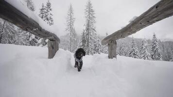 Dressed poodle walks through the snow in the cold video