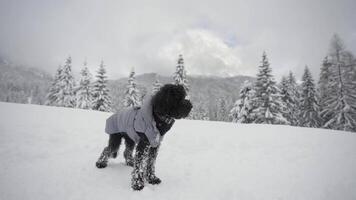 Poodle dressed up in the mountains with snow video