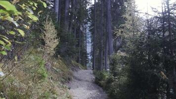 Narrow path between plants and trees in the forest video
