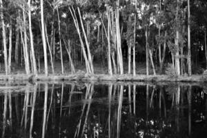 trees side by side reflected in a calm lake photo