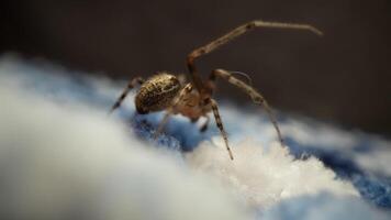 Close-up of a Spider Crawling on a Blue Textured Surface video