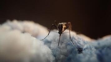 Macro Shot of Mosquito on Soft Blue Fabric in Close-up View video