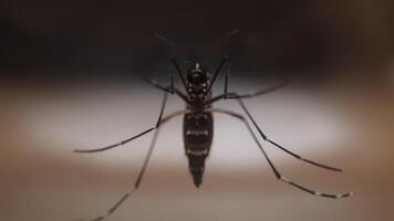 Close-up of Mosquito on a Surface in Low Light Setting video