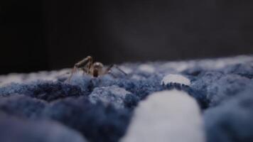 Close-Up of Spider on Blue Surface with Blurred Background video