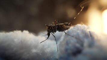 Closeup view of a mosquito resting on a delicate surface video