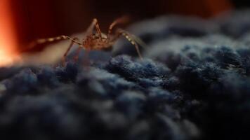Macro View of Spider on Soft Blue Surface in Warm Ambient Light video