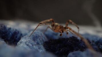 Spider crawling on textured surface, detailed view of nature video