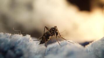 Macro Close-Up of a Mosquito on Soft Surface with smoke video