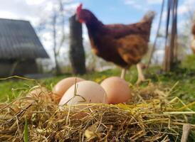 Chicken eggs in a nest close up of hay with a chicken in the background photo