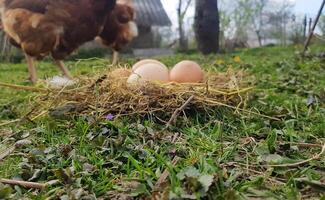 Chicken eggs in a nest close up of hay with a chicken in the background photo