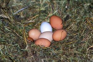 Chicken eggs in the nest. Chicken nest. The eggs are in the nest photo