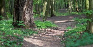 Path deep into the forest photo