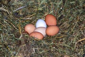 Chicken eggs in the nest. Chicken nest. The eggs are in the nest photo