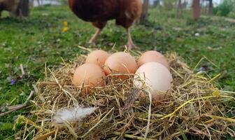Chicken eggs in a nest close up of hay with a chicken in the background photo
