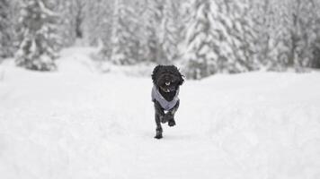 Poodle runs in slow motion on the snow video