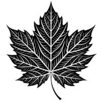 Leaves in the style of an engraving in white on a black background vector