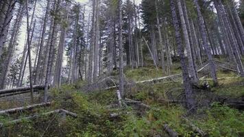 Fallen tree trunks in the forest video