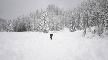 Poodle dog runs in the snow video