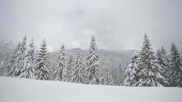 It snows in the mountains and white fir trees video