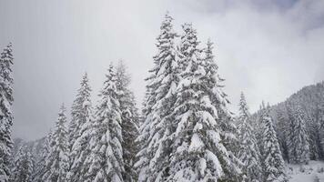 Trees with snow in the mountains video