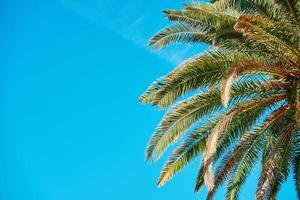 Upward view of palm tree with its fronds spreading out against clear blue sky. Summer background with tropical trees with green leaves photo