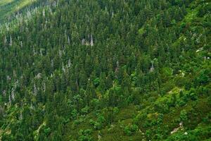 Dense forest with lush green trees covering mountain slope. Hiking and adventures in natural wilderness photo