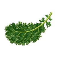 Illustration of kale, also called borecole, and curly cabbage, isolated on white background. vector
