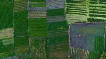 Aerial view of lush green agricultural fields creating a tranquil patchwork of nature's own quilt photo