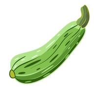Zucchini isolated on white background in cartoon style vector
