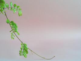 Leaves on pastel background for minimalist style copy space. photo