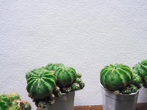 Cactus in a white pot on a cement background in front of the house photo