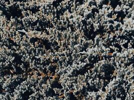 Close-up shot of creeping pine leaves in a mountain garden photo