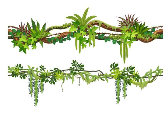 Tropical jungle forest liana branch with roots