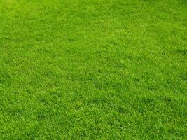 Fresh lawn texture at the garden for a natural background photo