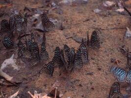 Flock of beautiful butterflies in the forest photo