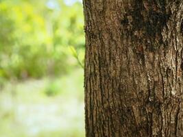 Tree bark texture in summer garden, close-up for natural background. photo