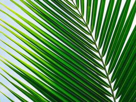 Fresh coconut leaves for a rainy or summer background. photo