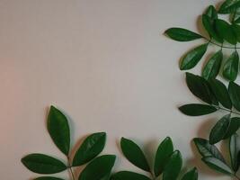 Blank fresh leaf frame for copy space, organic concept, vintage tone. photo