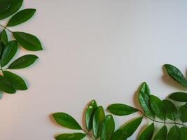 Fresh green leaf frame on white background for spring copy space. photo