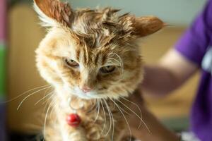 An orange cat looks displeased after being forced to take a bath. photo