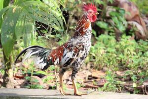 A rooster with white, brown and red feathers stands in profile view in the grass. photo