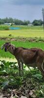 A goat was eating on the side of the road in a rural setting under an overcast sky. photo