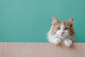 Cat peeking over a beige surface in a bright teal room, copy space photo