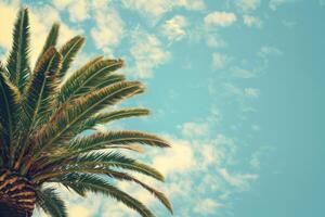 Palm tree reaching towards sunny sky with soft clouds in the background, copy space photo