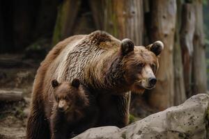 A mother bear and her cub explore a natural habitat during the day in a forested area photo