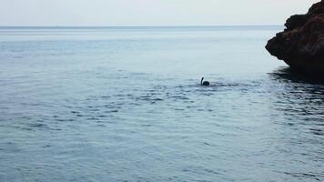 a man swims on the surface of the sea in a diving mask and watches the marine life near the shore. High quality FullHD footage video